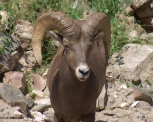 Big Thompson Canyon Big Horn Sheep