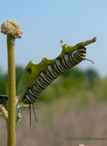 A Monarch Butterfly caterpillar on a stalk of Milkweed.